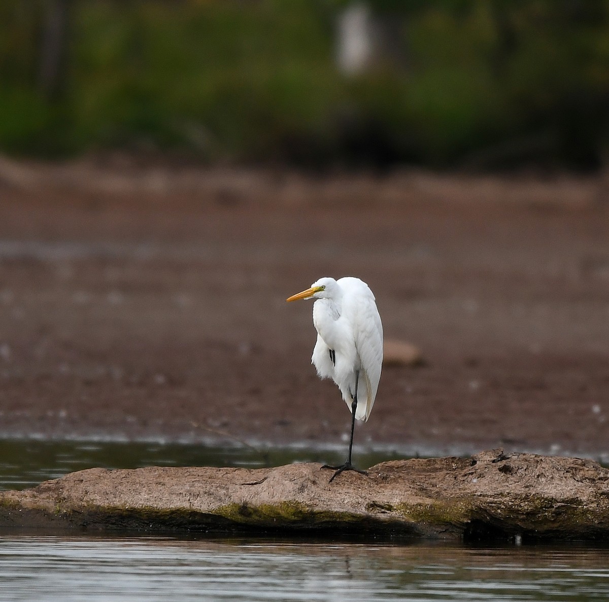 Great Egret - Jaime Thomas