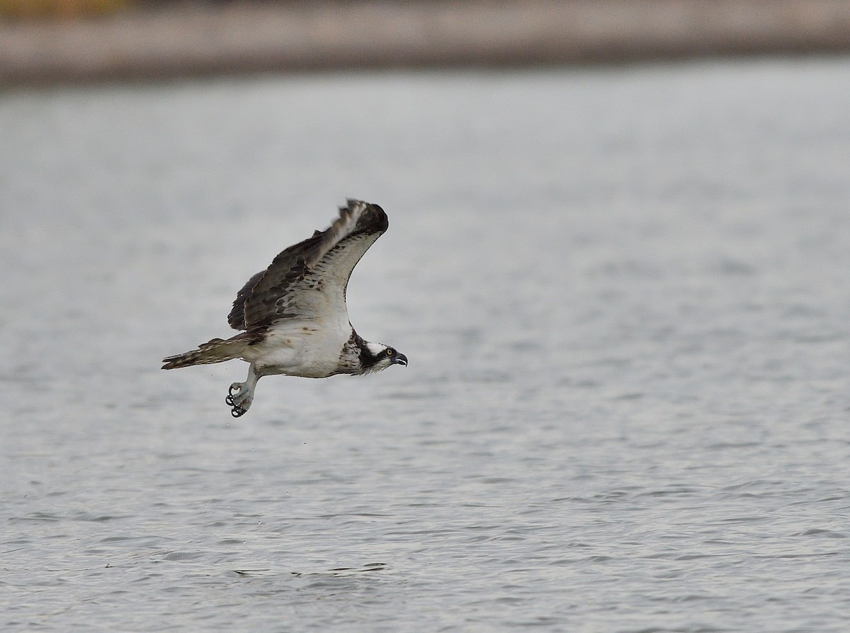 Balbuzard pêcheur - ML624237493