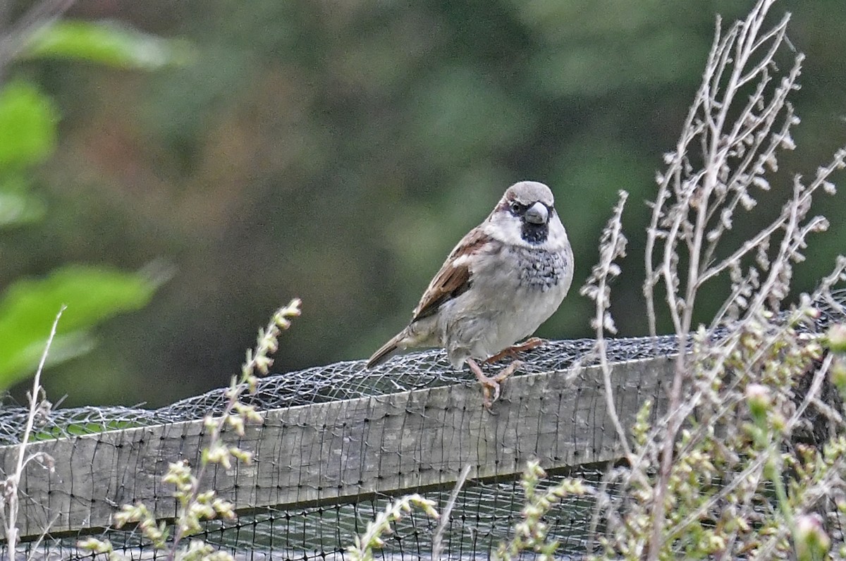 Оронгийн бор шувуу - ML624237504