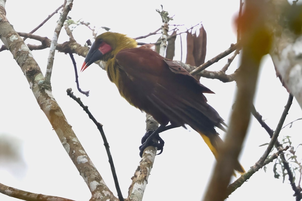 Olive Oropendola - ML624237507