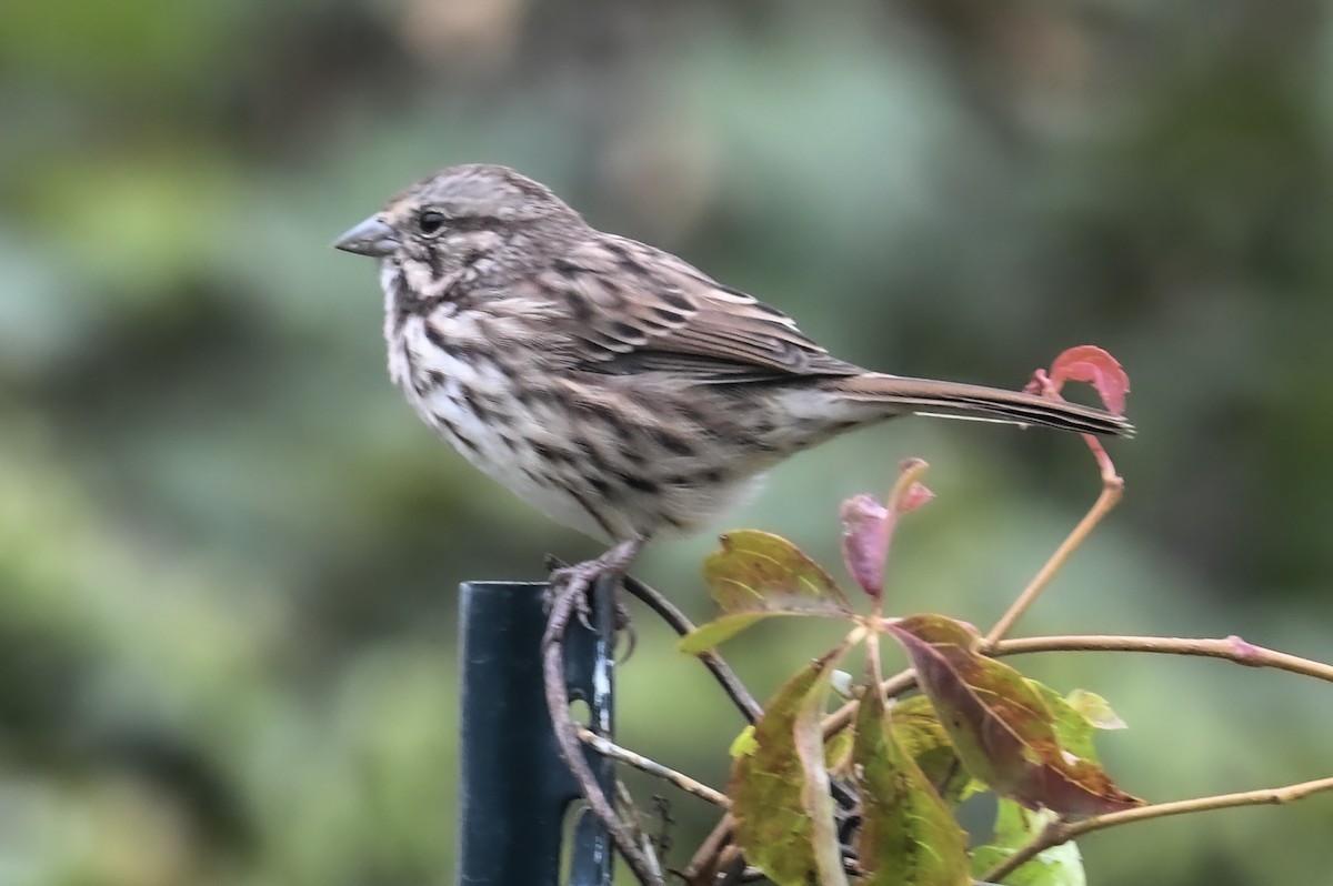 Song Sparrow - ML624237515