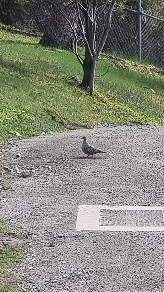 Common Bronzewing - ML624237539