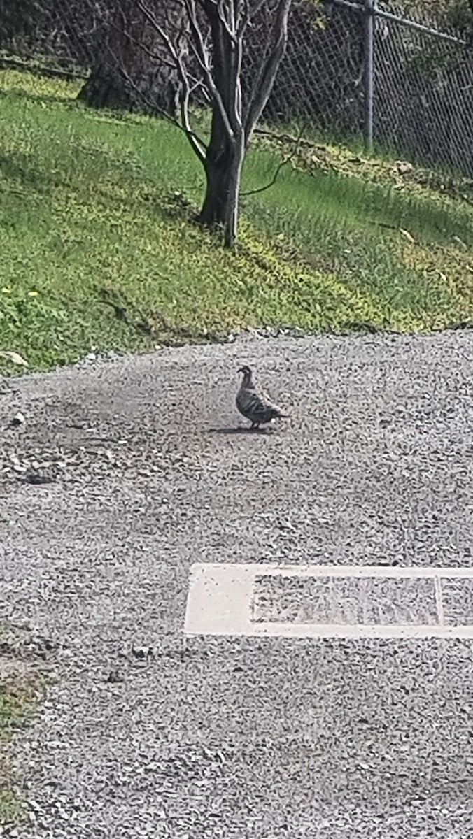 Common Bronzewing - ML624237540