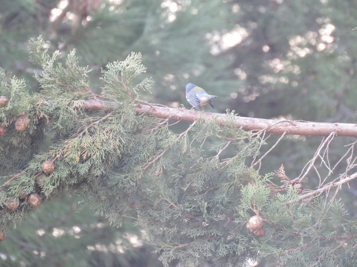 Tropical Parula - Pablo CP