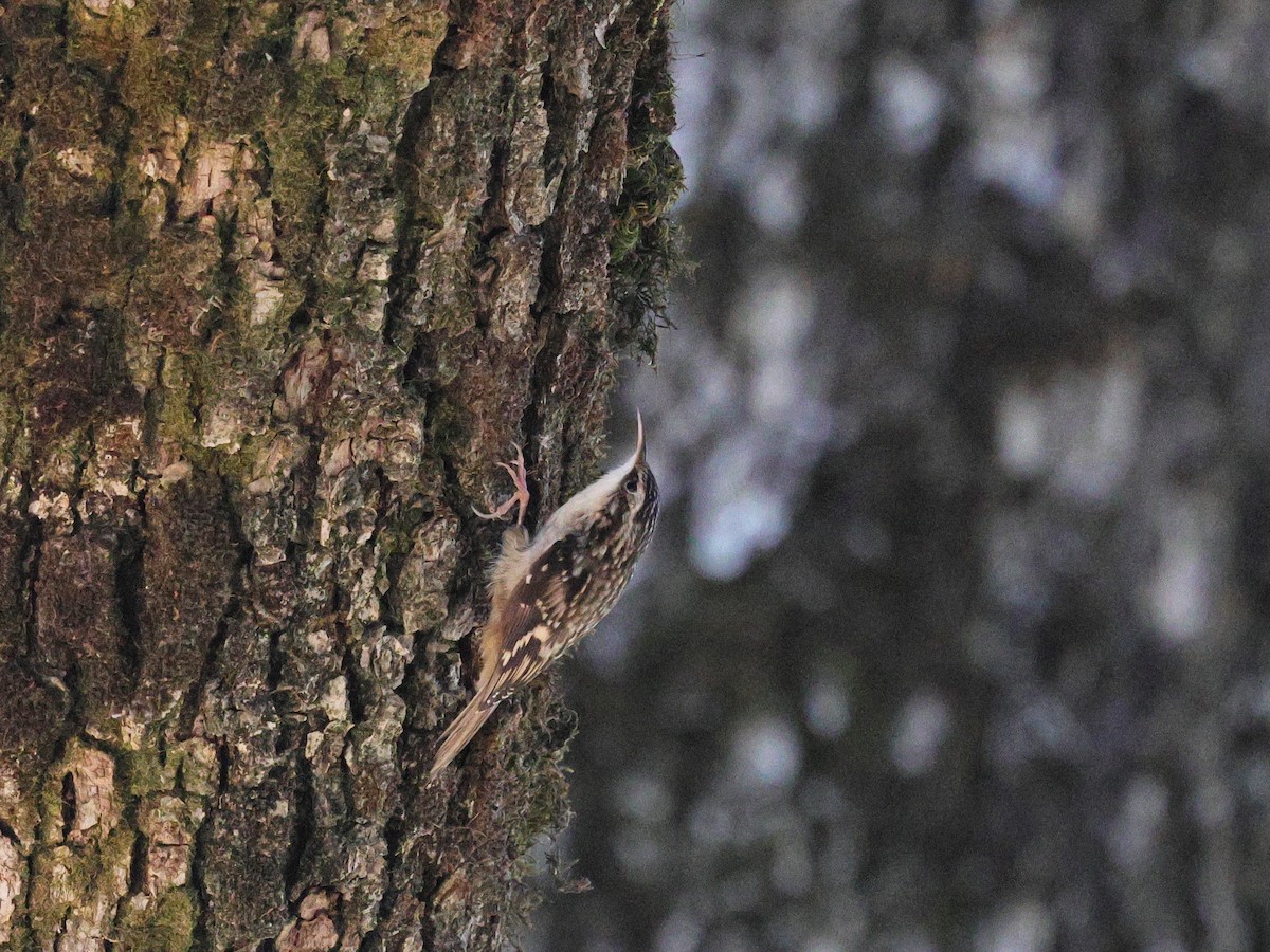 Brown Creeper - Tim Bray