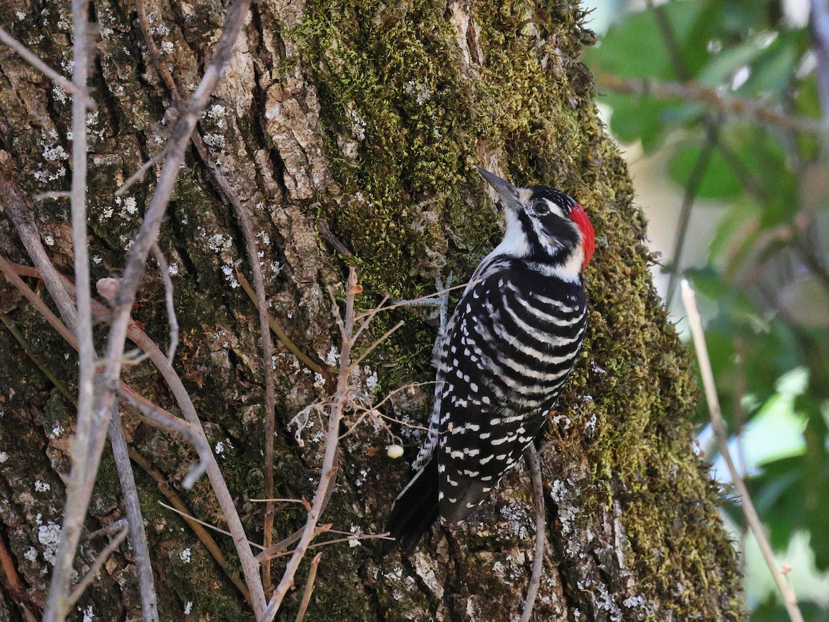 Nuttall's Woodpecker - ML624237682