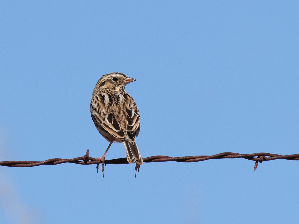 Savannah Sparrow - Tim Bray