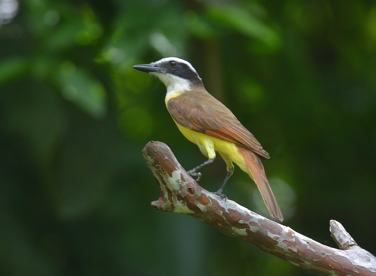 Great Kiskadee - ML624237741