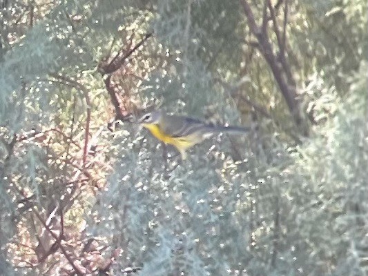Prairie Warbler - ML624237750