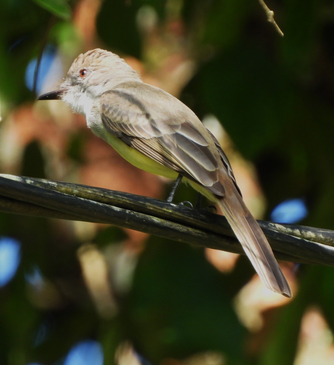 Brown-crested Flycatcher - ML624237752