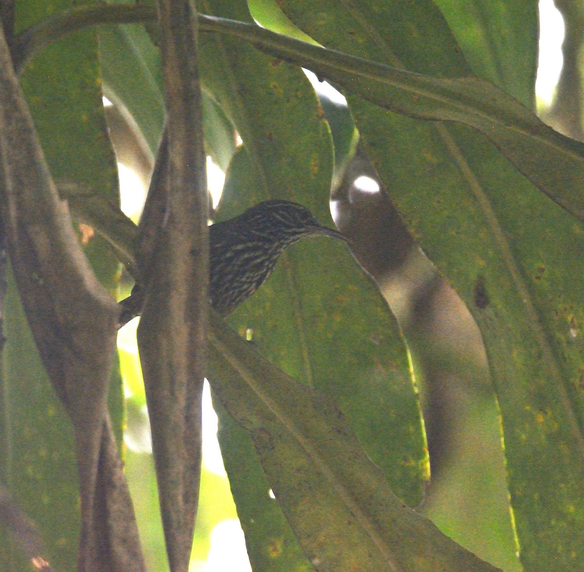 Stripe-breasted Wren - ML624237771