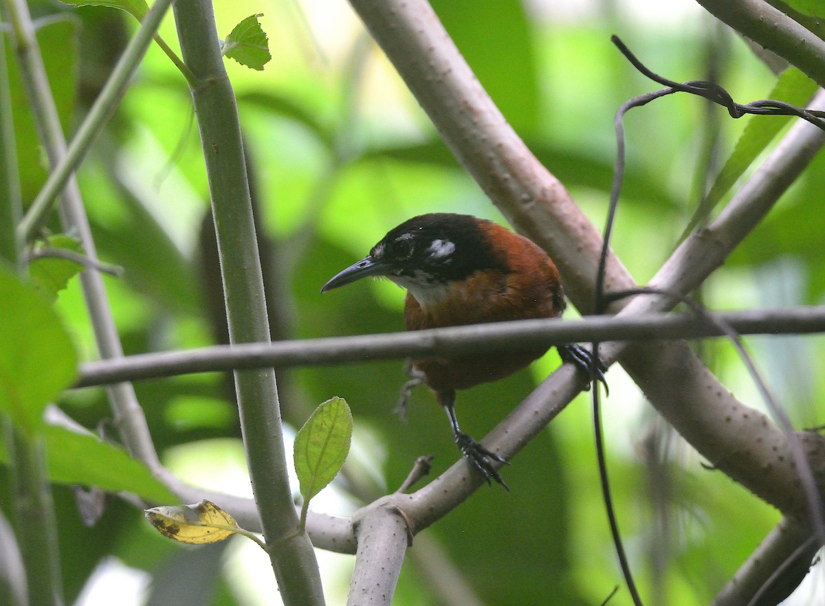 Bay Wren - ML624237798