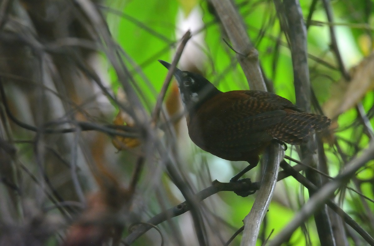 Bay Wren - ML624237799