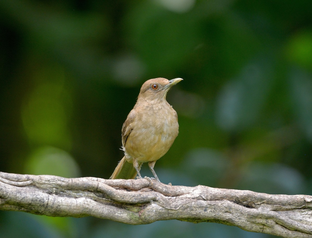 Clay-colored Thrush - Ashis Kumar  Pradhan