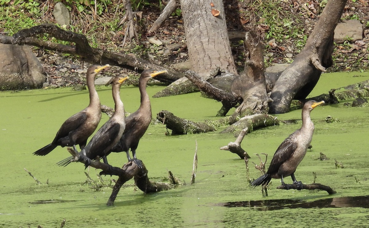 Cormoran à aigrettes - ML624237805