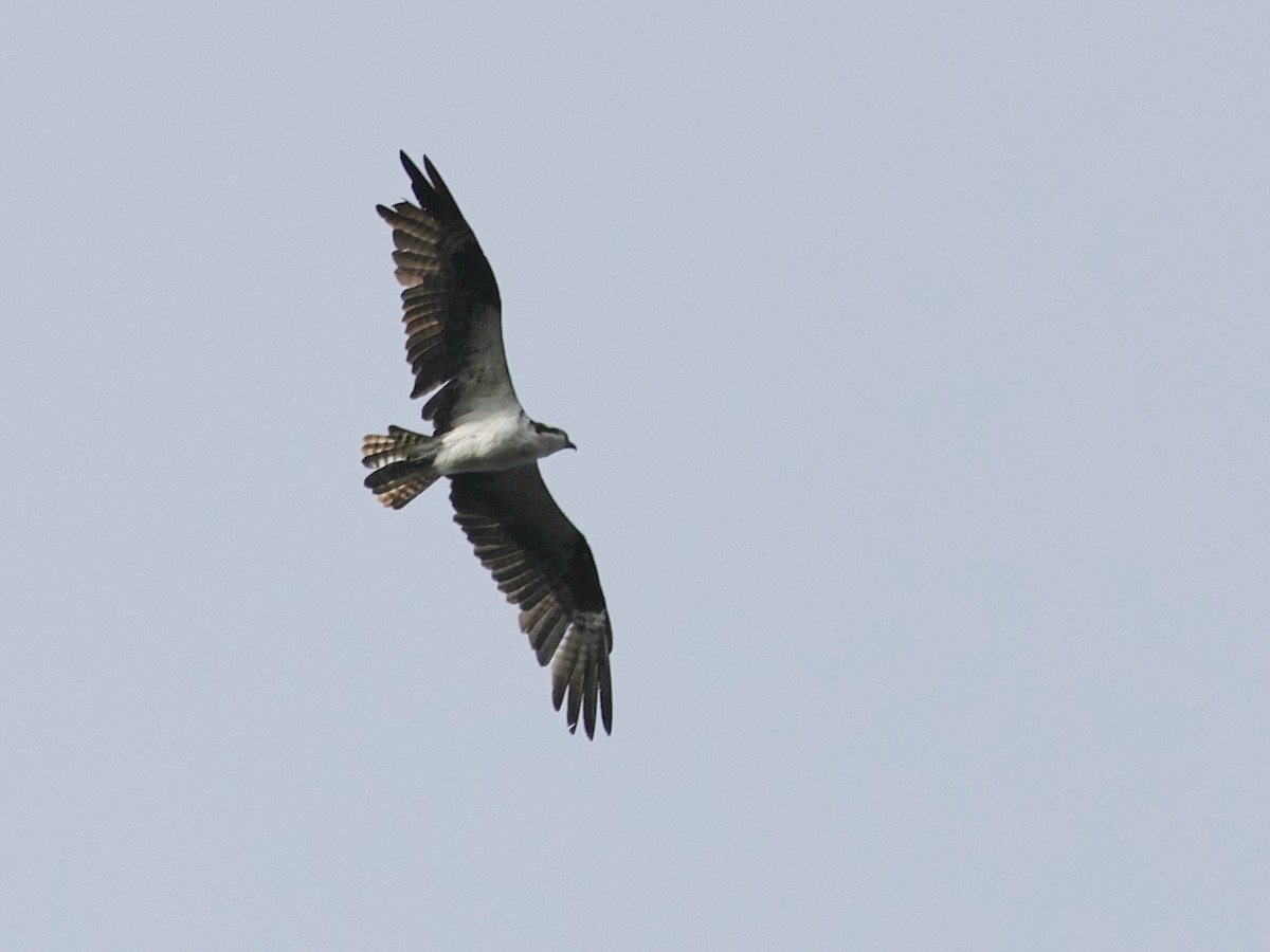 Balbuzard pêcheur - ML624237806