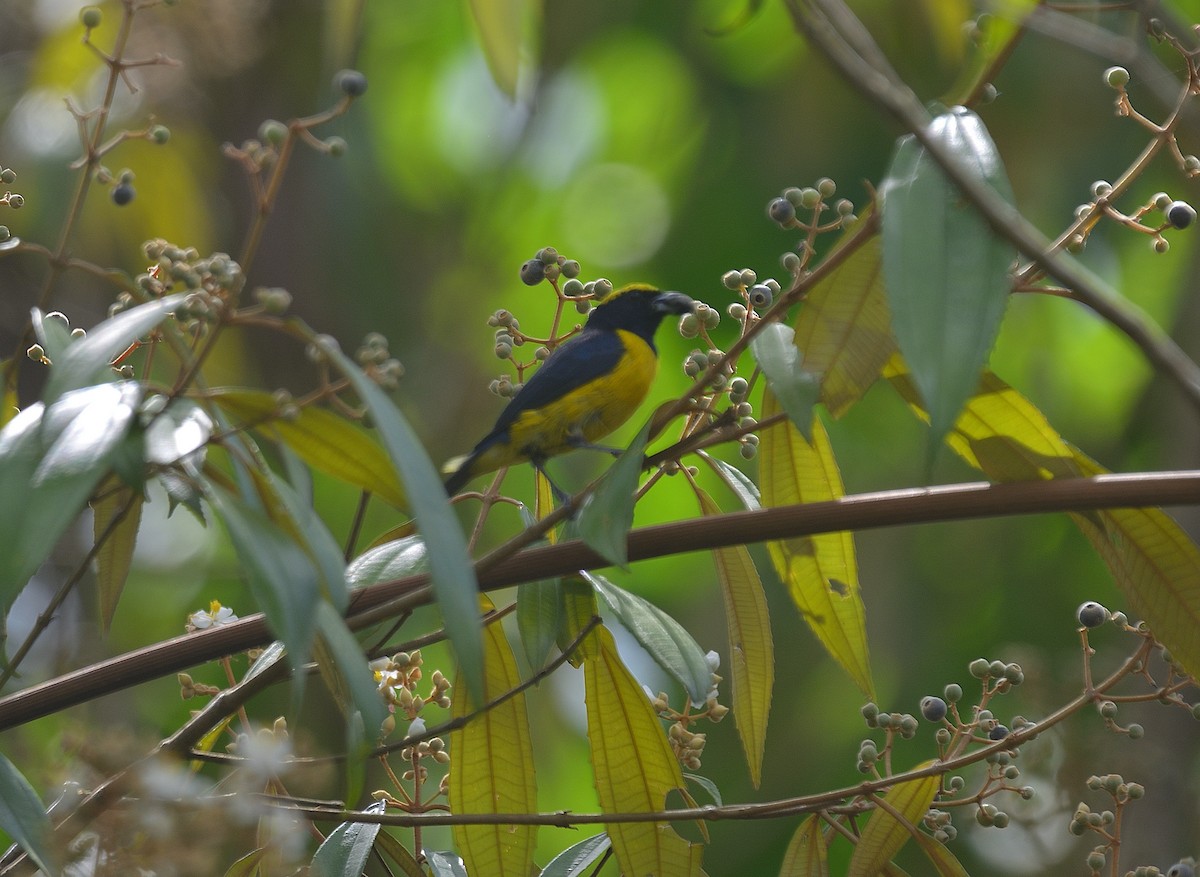 Yellow-crowned Euphonia - ML624237809