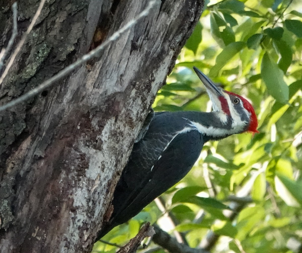 Pileated Woodpecker - ML624237810