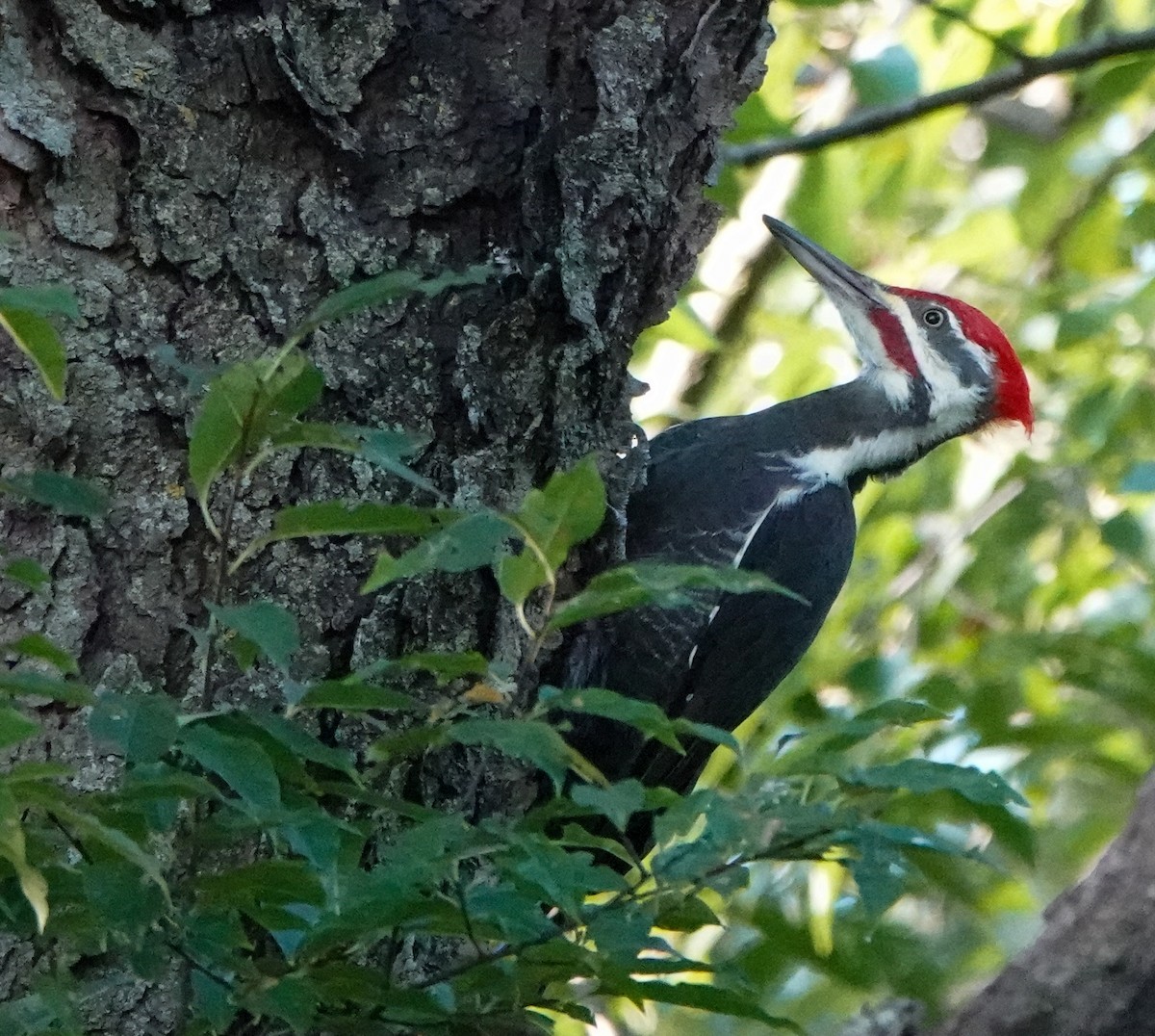 Pileated Woodpecker - ML624237811