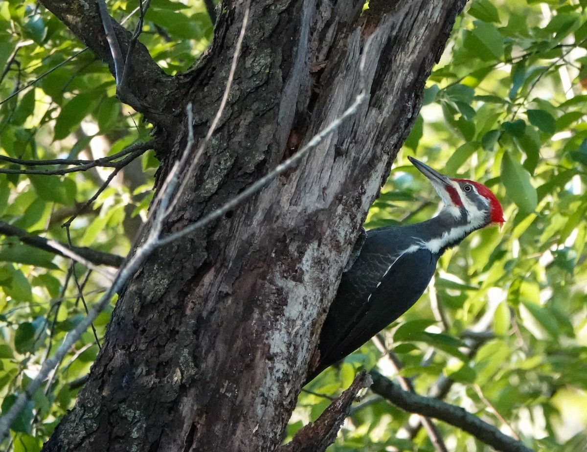 Pileated Woodpecker - ML624237812