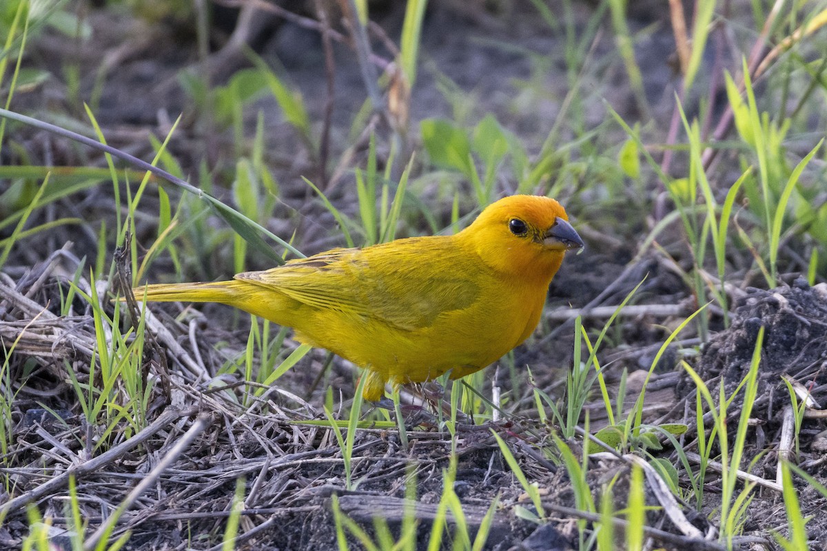 Saffron Finch - Amarilys Lebron