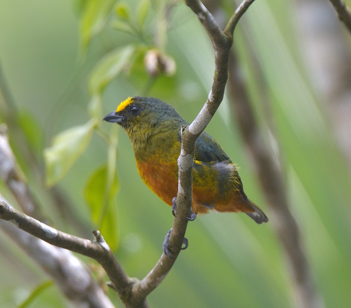 Olive-backed Euphonia - ML624237817