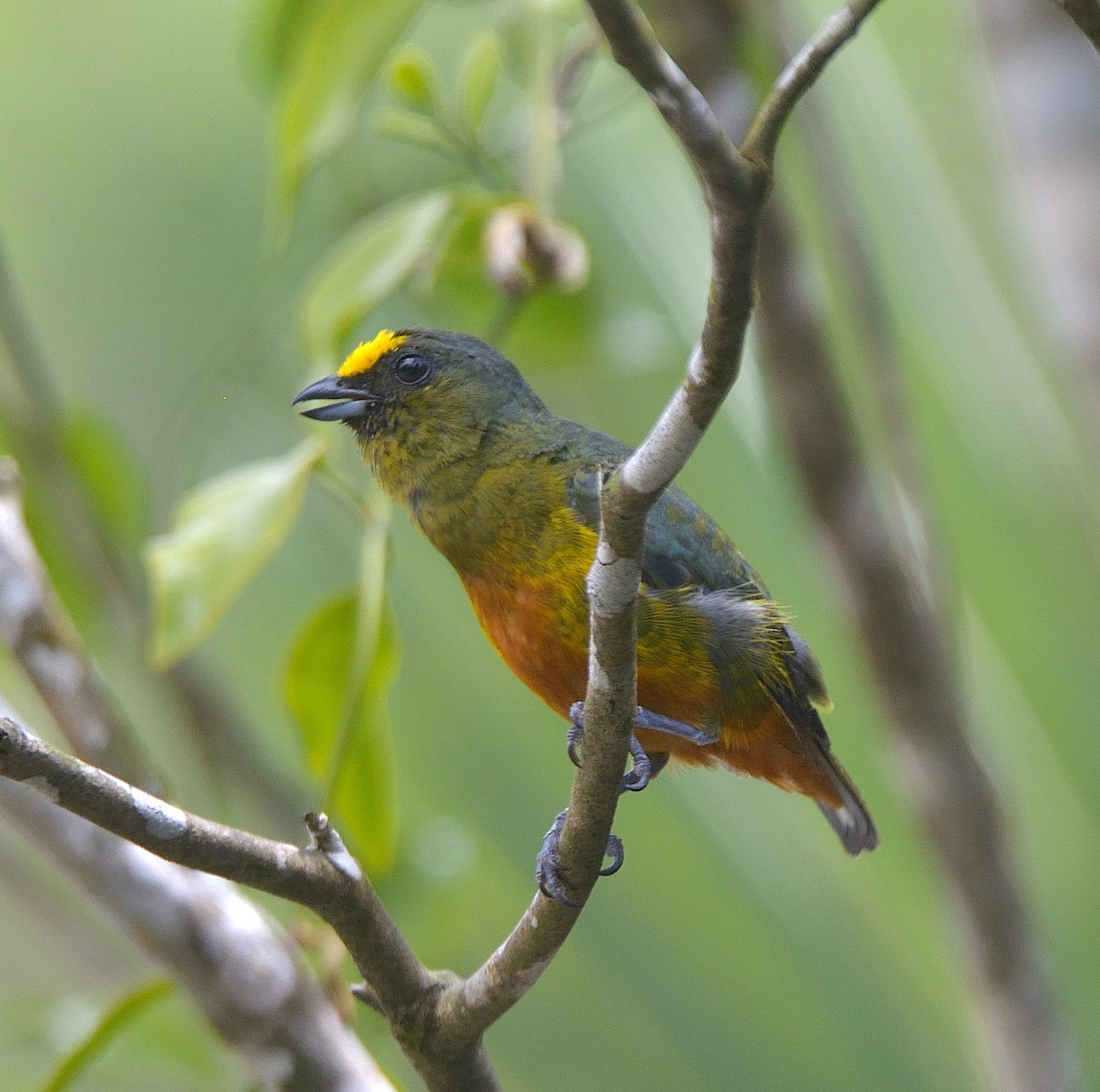 Olive-backed Euphonia - ML624237818