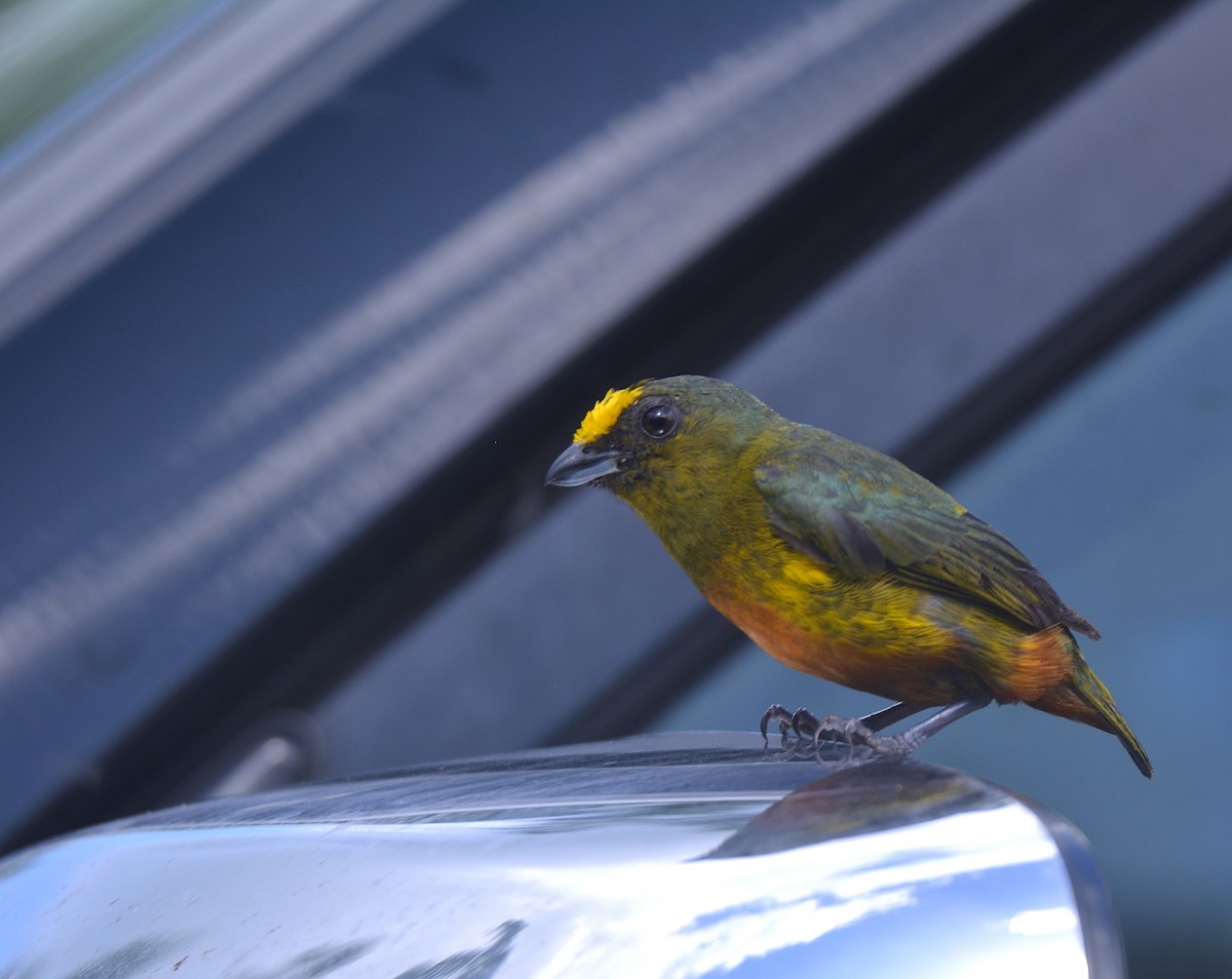 Olive-backed Euphonia - ML624237819