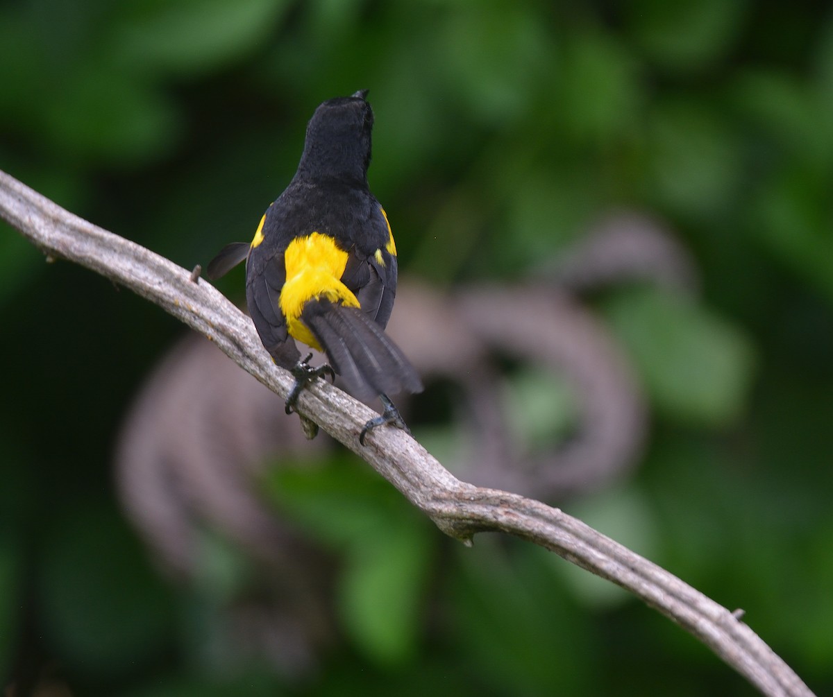 Black-cowled Oriole - ML624237827