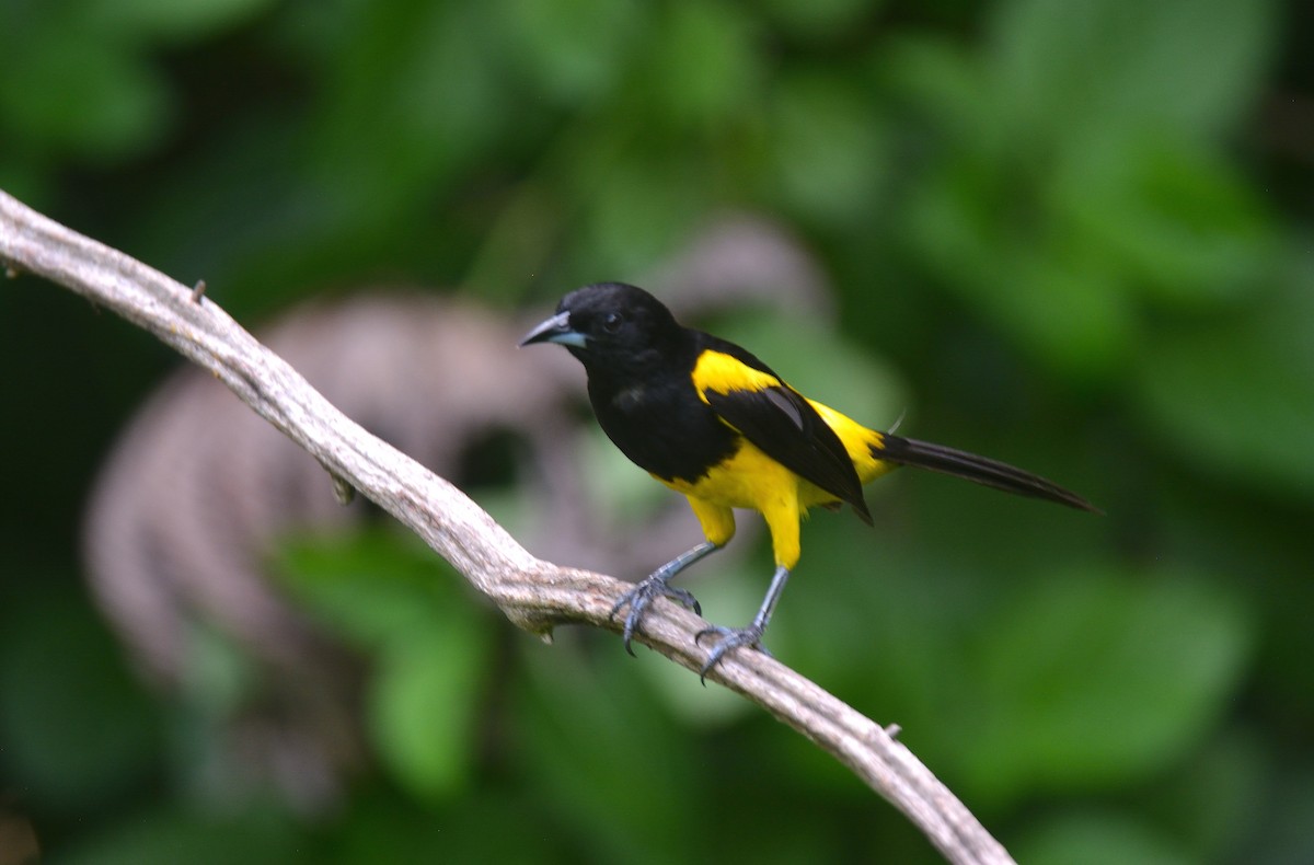 Black-cowled Oriole - ML624237828