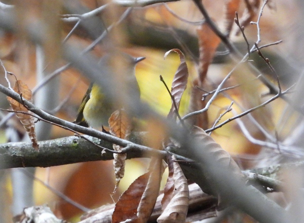 American Redstart - ML624237831