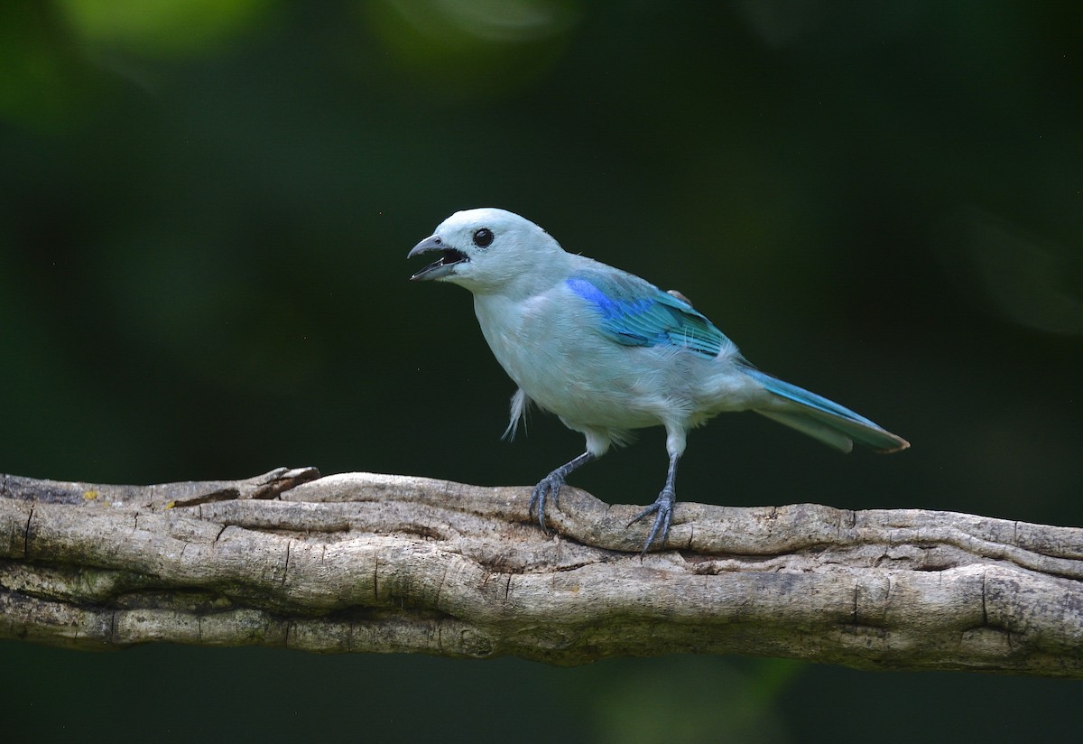 Blue-gray Tanager - ML624237839