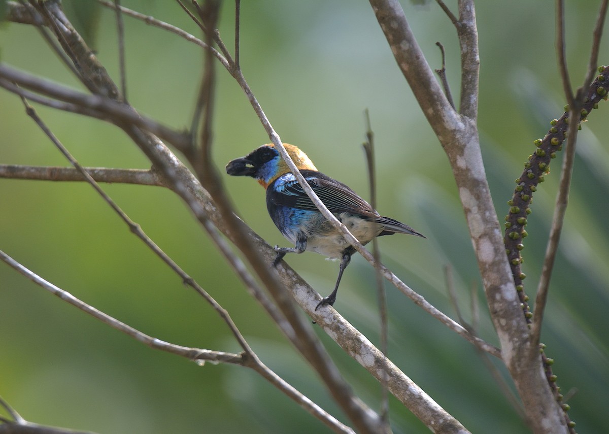 Golden-hooded Tanager - ML624237853