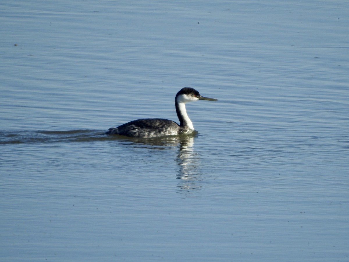 Western Grebe - ML624237861