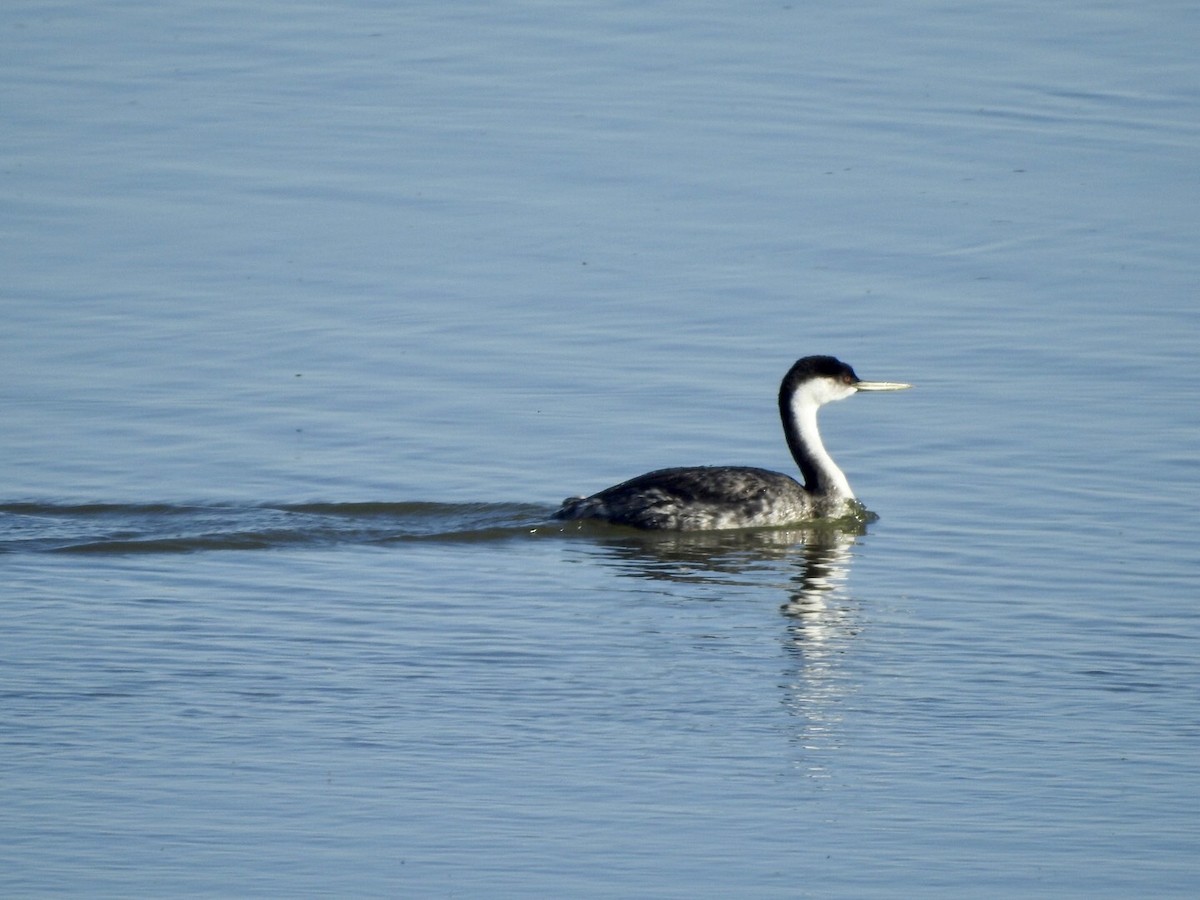 Western Grebe - ML624237862