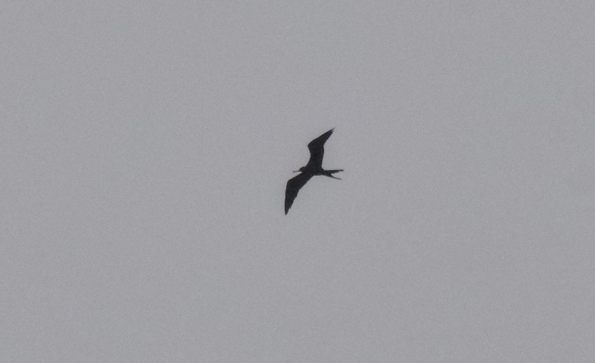 Magnificent Frigatebird - ML624237863