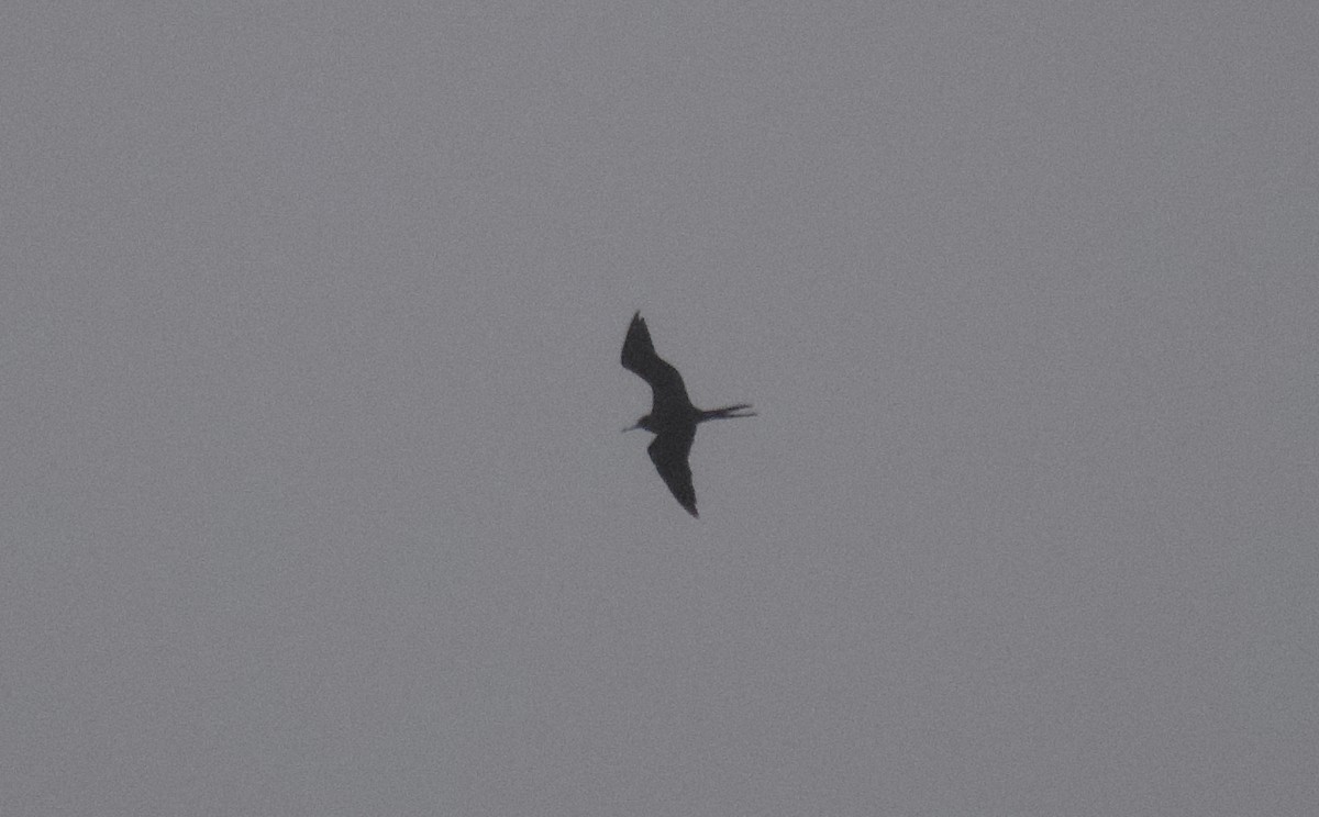 Magnificent Frigatebird - ML624237864