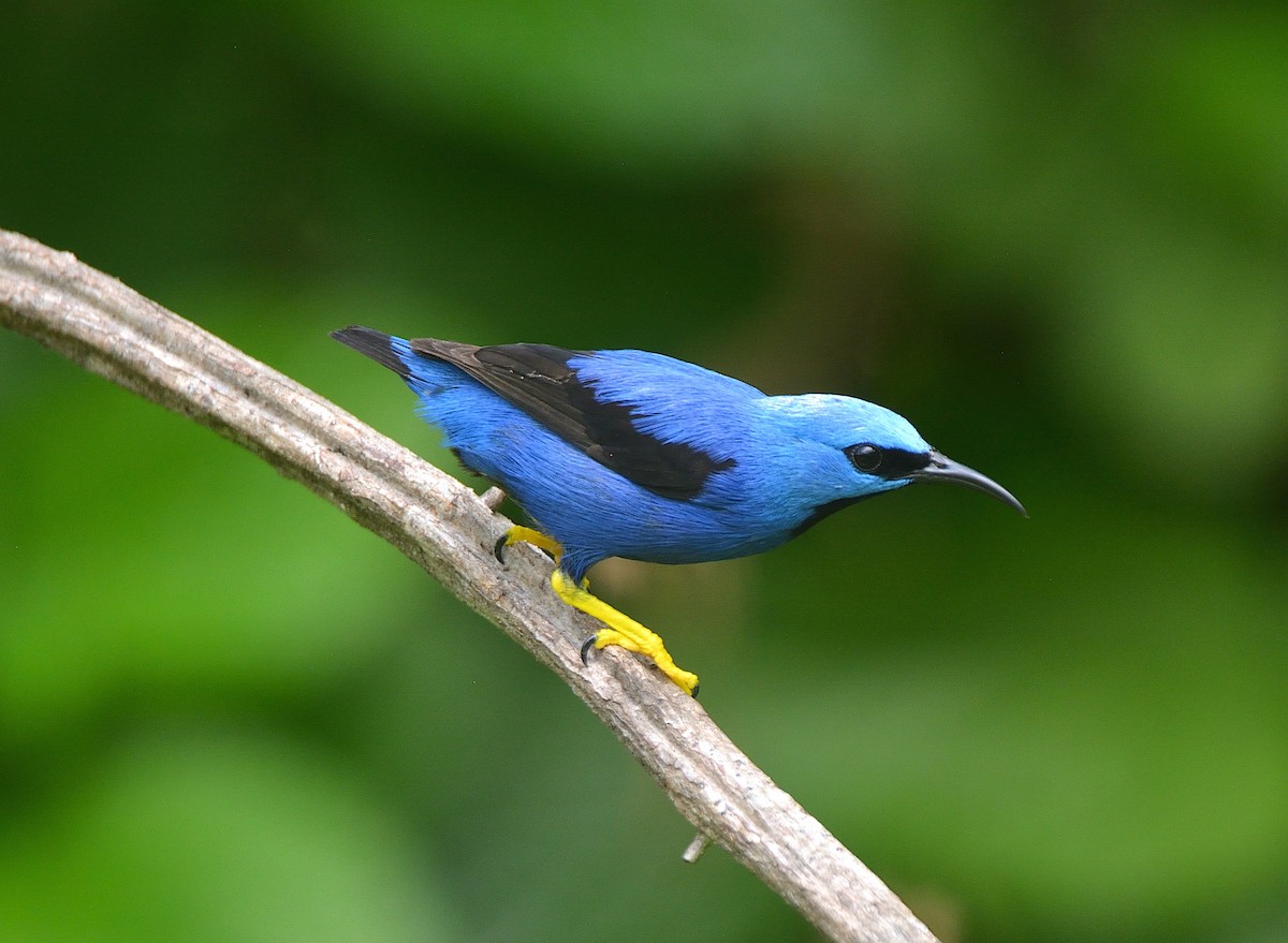 Shining Honeycreeper - ML624237867