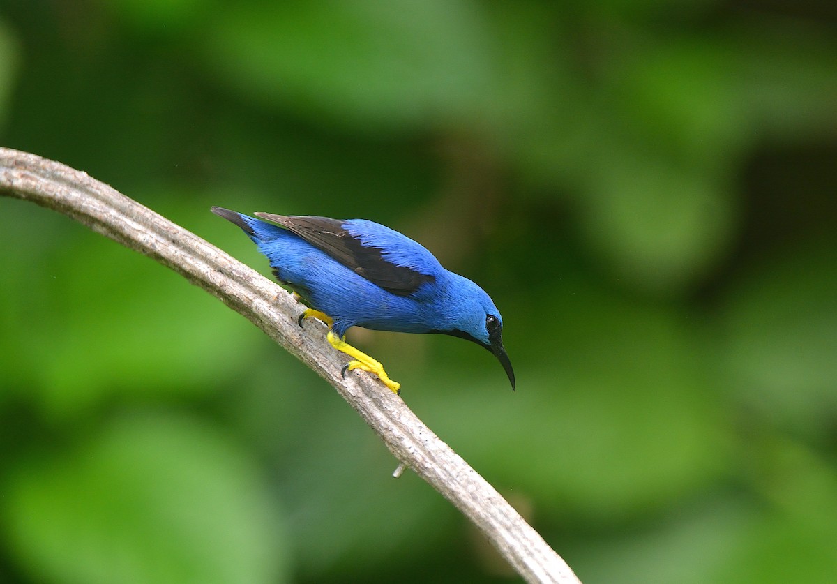 Shining Honeycreeper - ML624237868