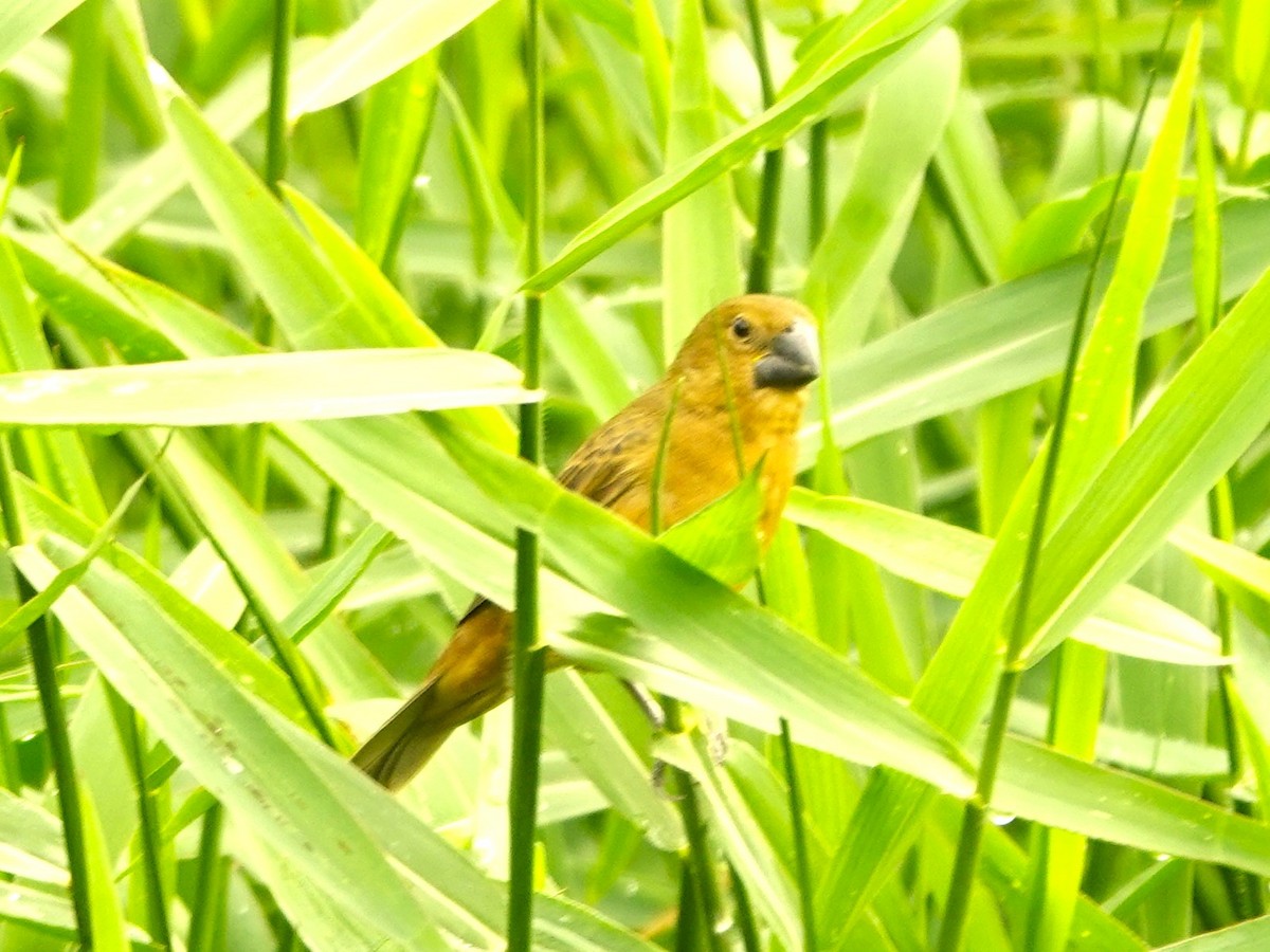 Thick-billed Seed-Finch - ML624237869