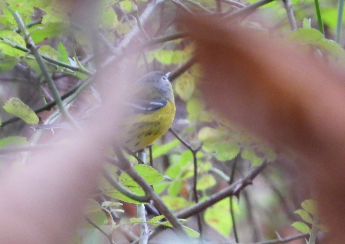 Magnolia Warbler - ML624237875