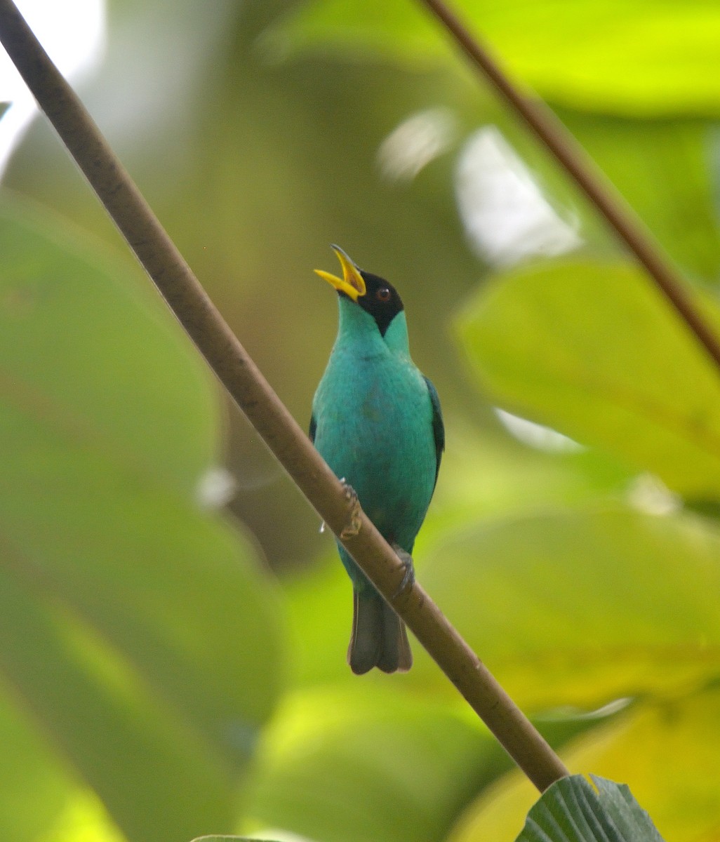 Green Honeycreeper - ML624237884