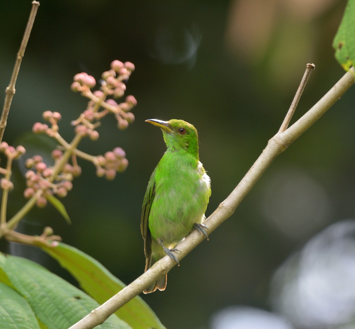 Green Honeycreeper - ML624237885