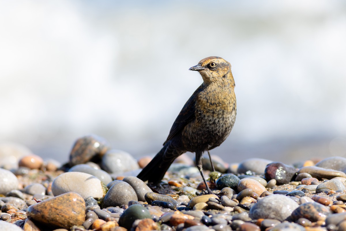 Rusty Blackbird - Maxwell Giffen