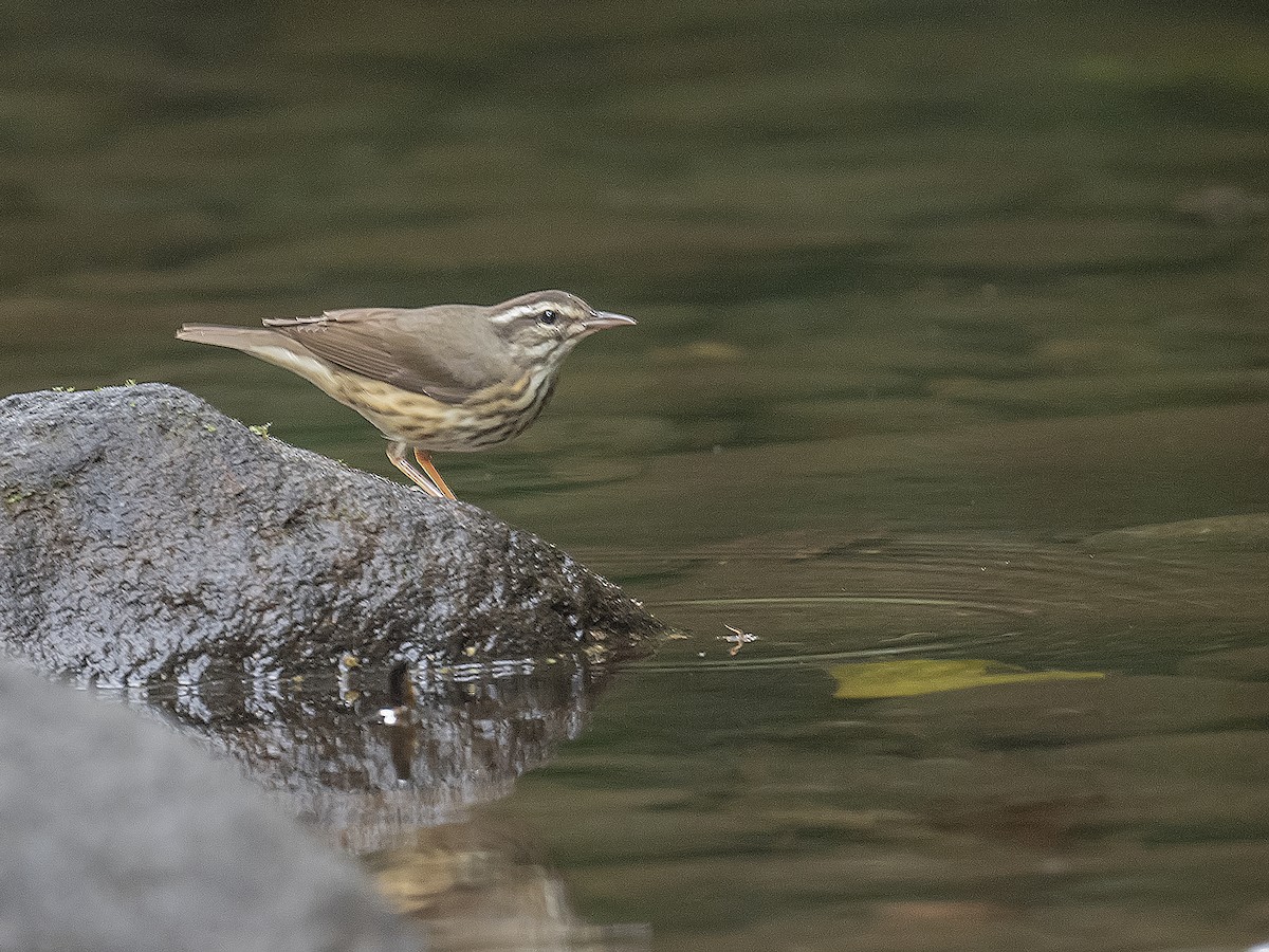 Louisiana Waterthrush - ML624237893