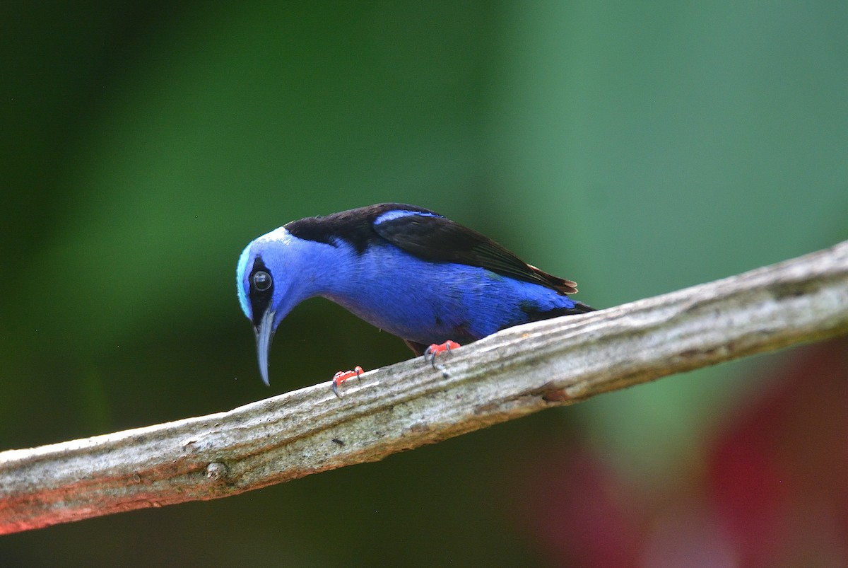 Red-legged Honeycreeper - ML624237899