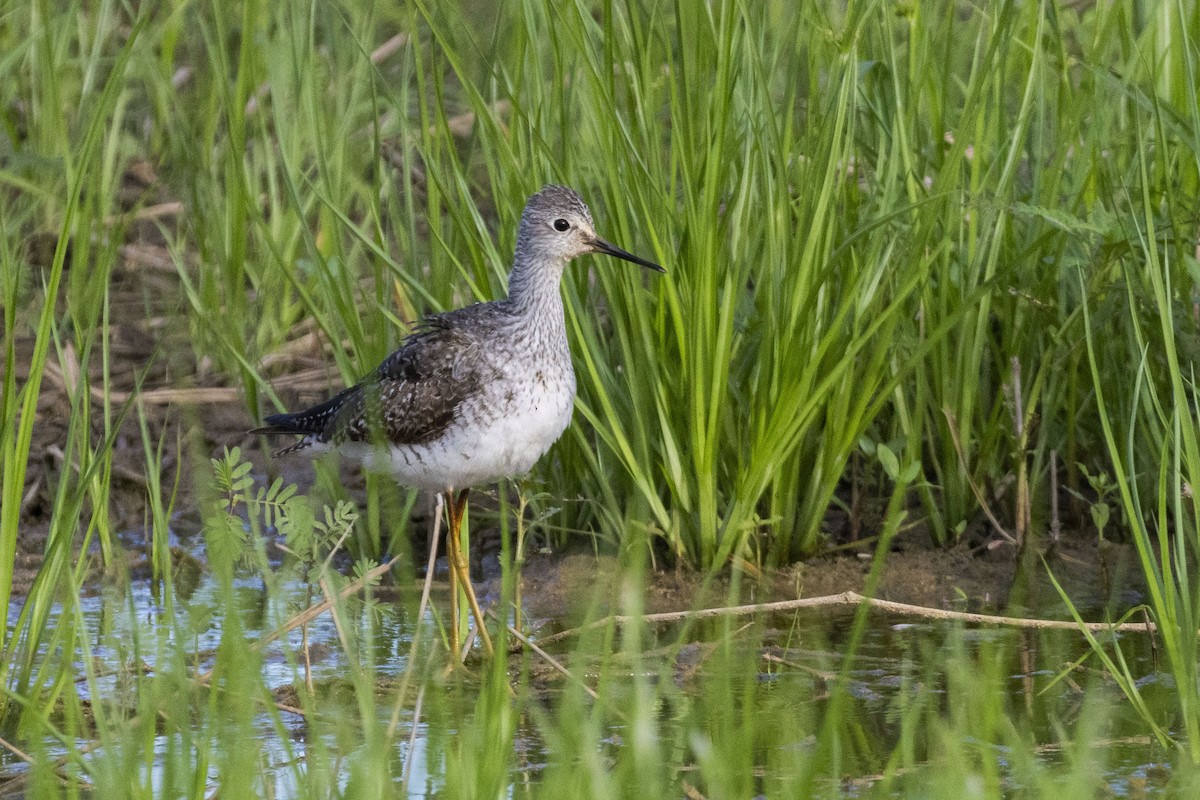 Lesser Yellowlegs - Amarilys Lebron