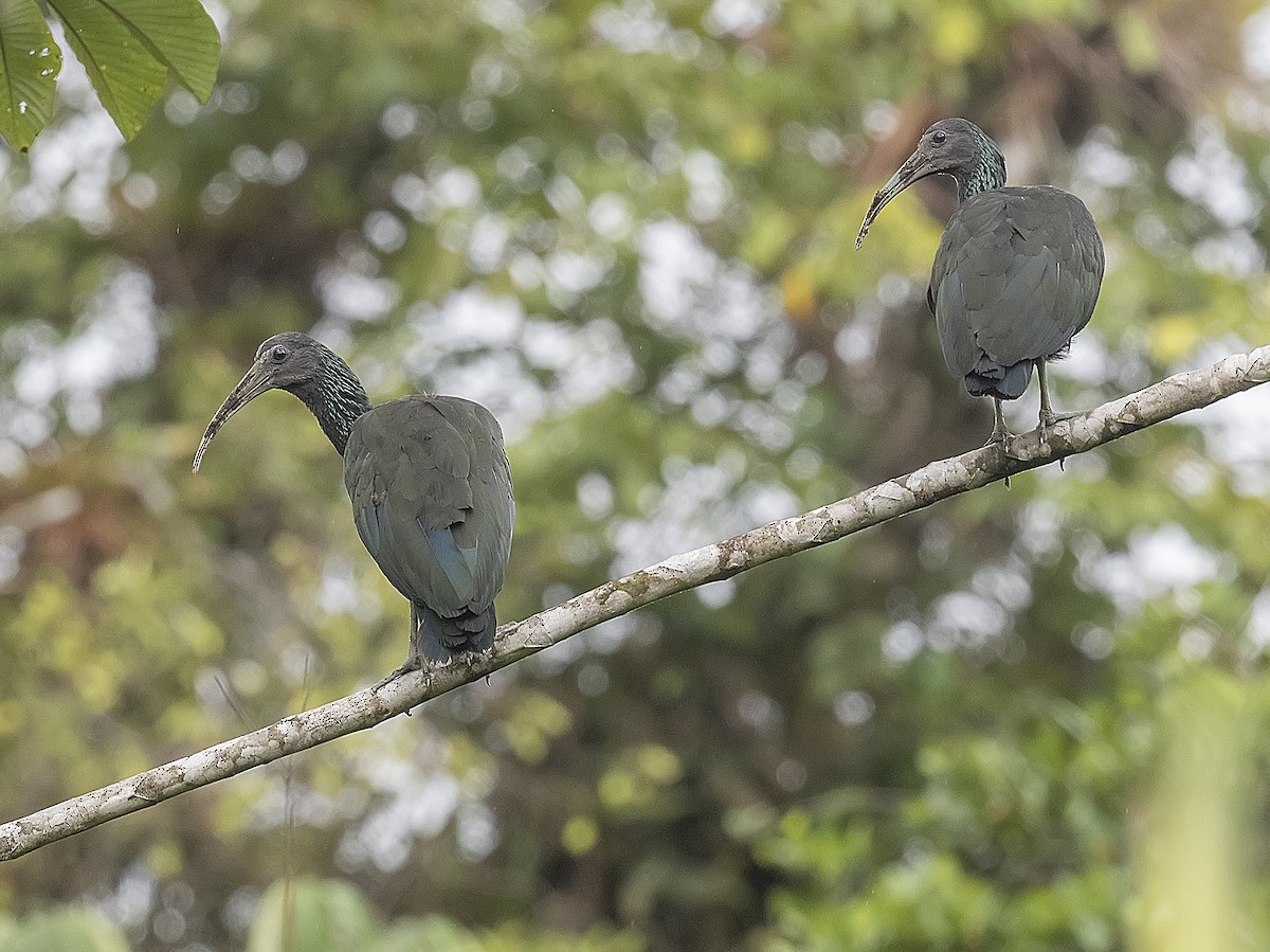 Green Ibis - ML624237922