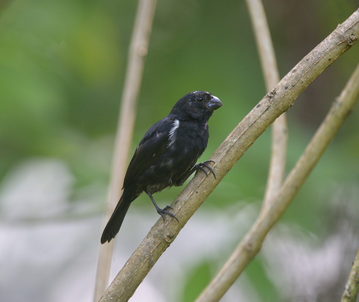 Variable Seedeater - ML624237934