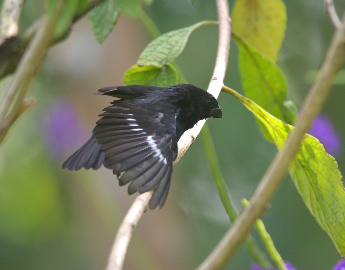 Variable Seedeater - ML624237935